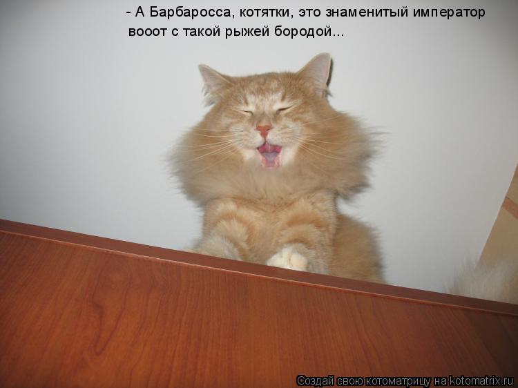 Котоматрица: - А Барбаросса, котятки, это знаменитый император вооот с такой рыжей бородой...