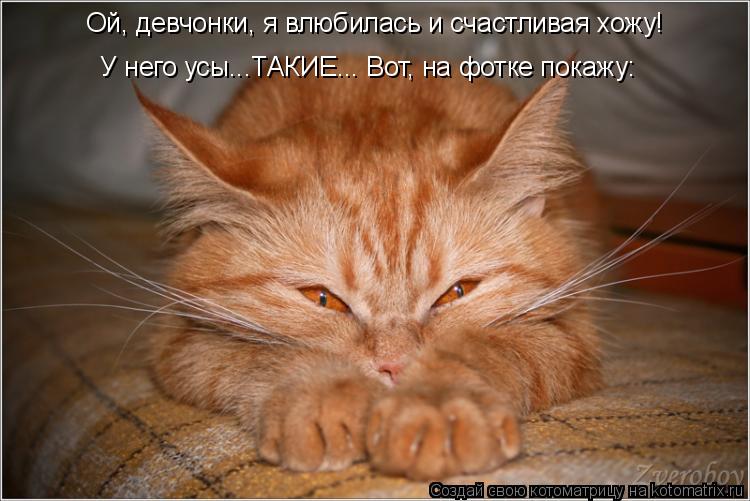 Ой, девчонки, я влюбилась и счастливая хожу! У него усы...ТАКИЕ... Вот, на фотке покажу:... Котоматрица: Ой, девчонки, я влюбилась и счастливая хожу! У него усы...ТАКИЕ... Вот, на фотке покажу: