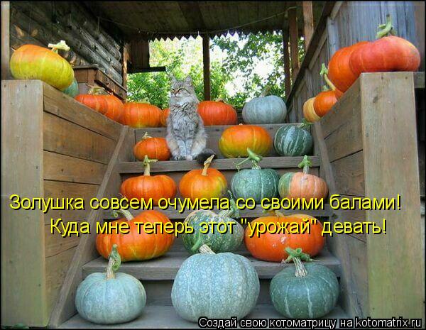Золушка совсем очумела со своими балами! Куда мне теперь этот "урожай" девать!... Котоматрица: Золушка совсем очумела со своими балами! Куда мне теперь этот "урожай" девать!