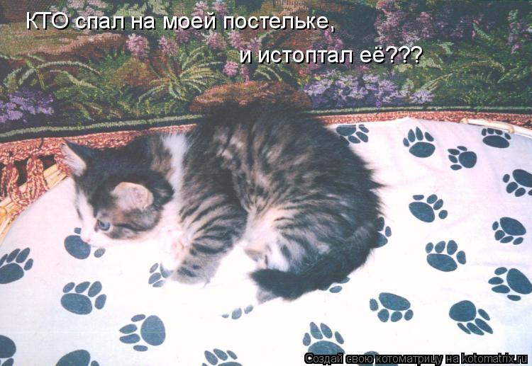 КТО спал на моей постельке, и истоптал её???... Котоматрица: КТО спал на моей постельке, и истоптал её???