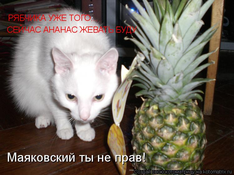 Котоматрица: РЯБЧИКА УЖЕ ТОГО... СЕЙЧАС АНАНАС ЖЕВАТЬ БУДУ Маяковский ты не прав!