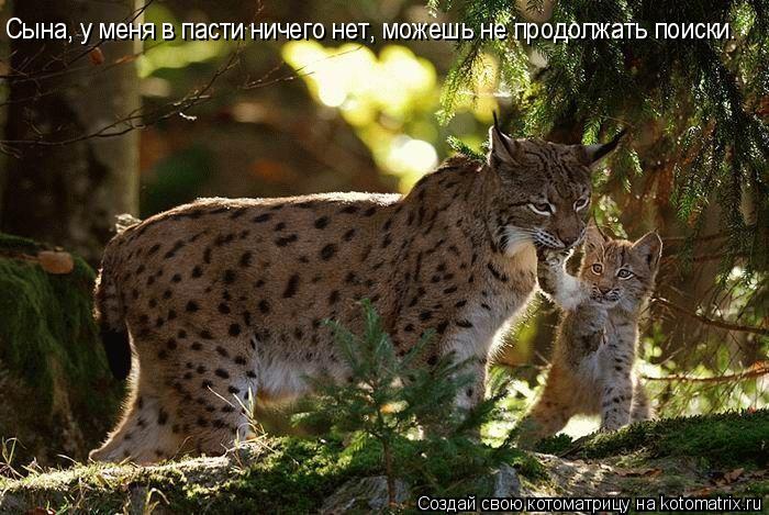 Котоматрица: Сына, у меня в пасти ничего нет, можешь не продолжать поиски.
