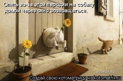 Котоматрица: Опять из-за этой пародии на собаку домой через окно возвращаться.