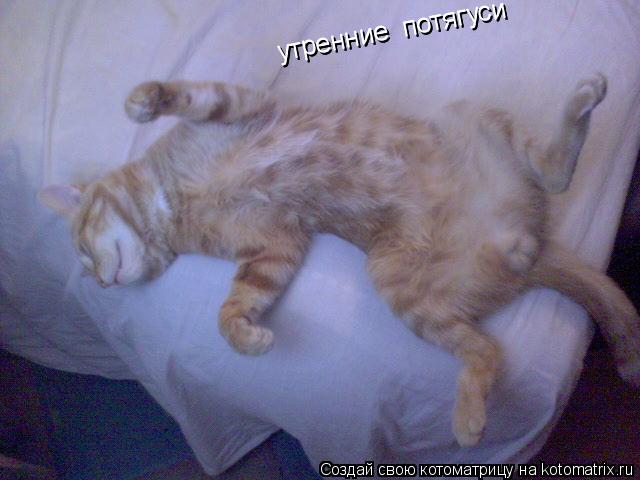Котоматрица: утренние  потягуси    утренние  потягуси    утренние  потягуси