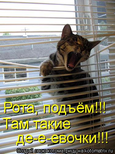 Котоматрица: Рота, подъём!!! Там такие де-е-евочки!!!