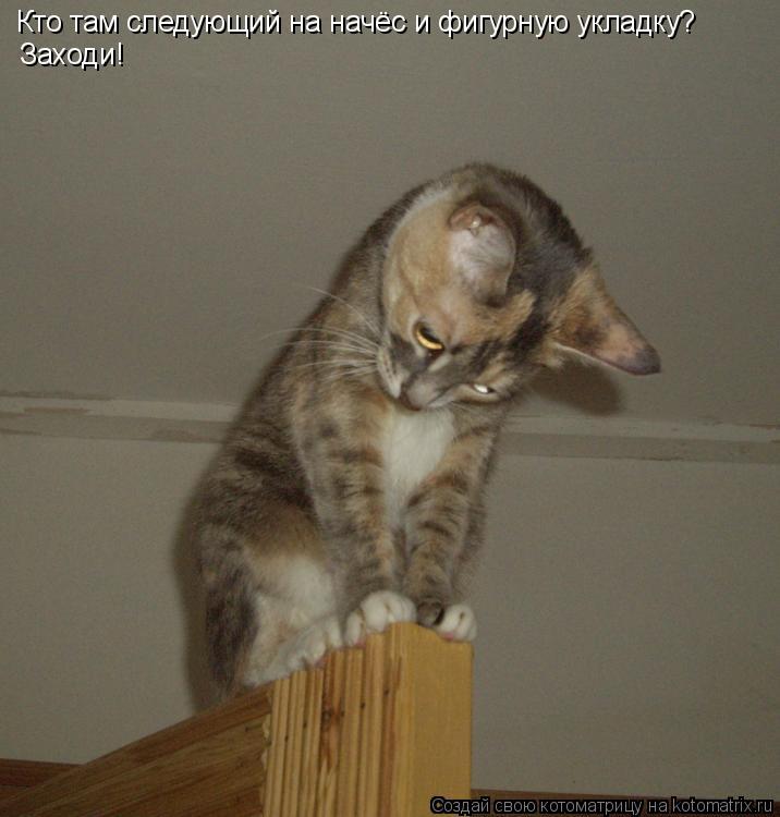 Кто там следующий на начёс и фигурную укладку? Заходи!... Котоматрица: Кто там следующий на начёс и фигурную укладку? Заходи!