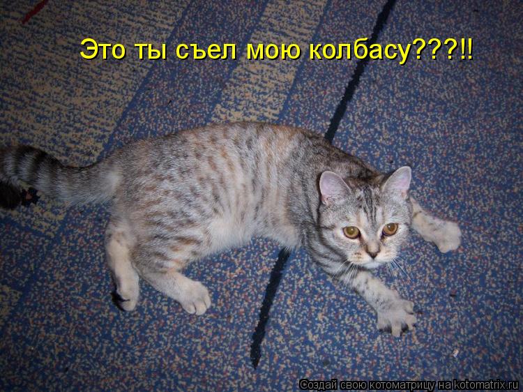 Котоматрица: Это ты съел мою колбасу???!!