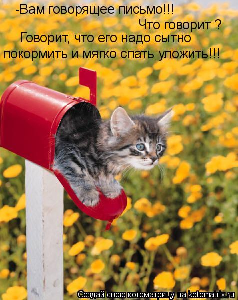 Котоматрица: -Вам говорящее письмо!!! Что говорит ?  Говорит, что его надо сытно  покормить и мягко спать уложить!!!