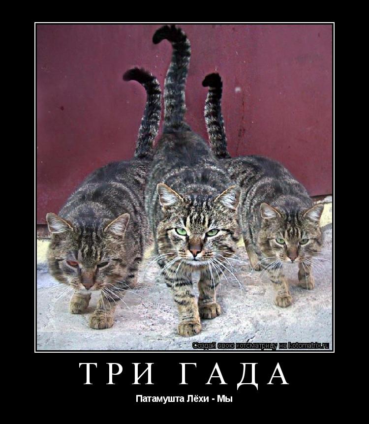 Котоматрица: ТРИ ГАДА Патамушта Лёхи - Мы
