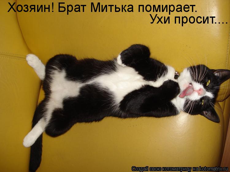 Котоматрица: Хозяин! Брат Митька помирает.  Ухи просит....