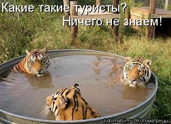 Котоматрица: Какие такие туристы? Ничего не знаем!