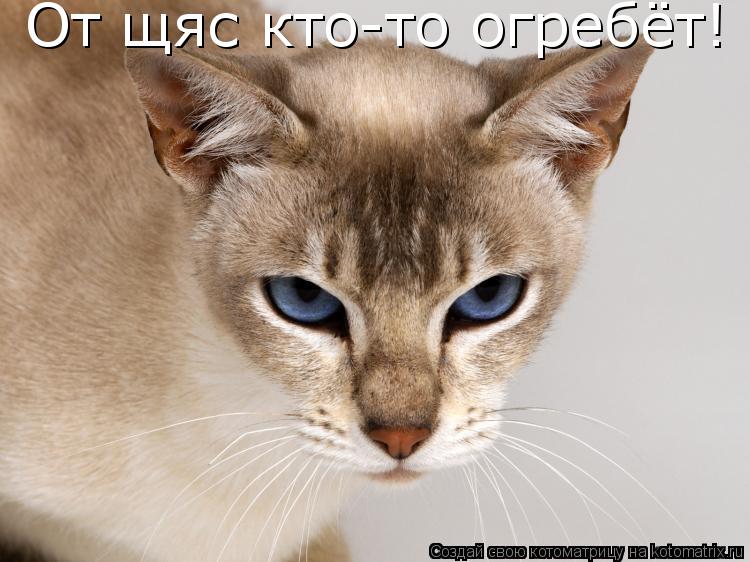 Котоматрица: От щяс кто-то огребёт!