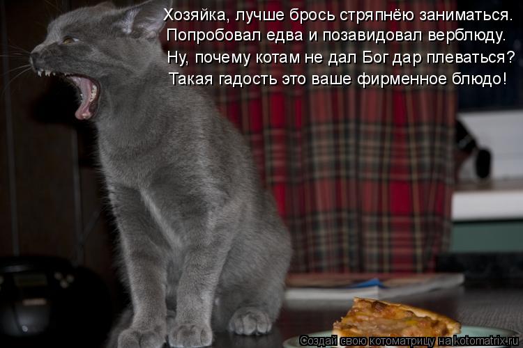 Котоматрица: Хозяйка, лучше брось стряпнёю заниматься. Попробовал едва и позавидовал верблюду. Ну, почему котам не дал Бог дар плеваться? Такая гадость э