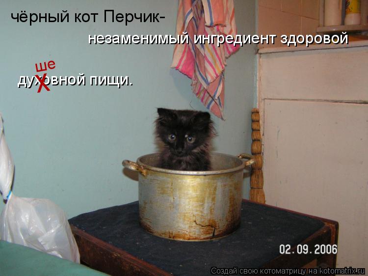 Котоматрица: чёрный кот Перчик- незаменимый ингредиент здоровой духовной пищи. х ше