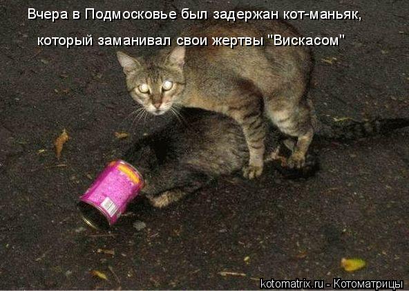 Котоматрица: Вчера в Подмосковье был задержан кот-маньяк,  который заманивал свои жертвы "Вискасом"