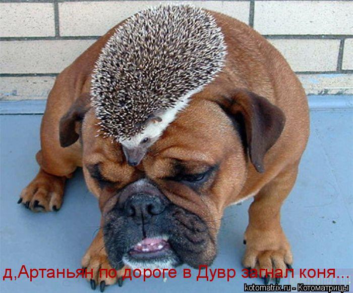 д,Артаньян по дороге в Дувр загнал коня...... Котоматрица: д,Артаньян по дороге в Дувр загнал коня...