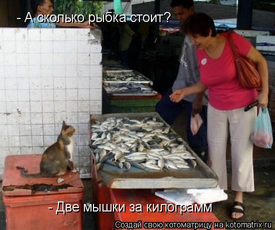 - А сколько рыбка стоит? - Две мышки за килограмм... Котоматрица: - А сколько рыбка стоит? - Две мышки за килограмм