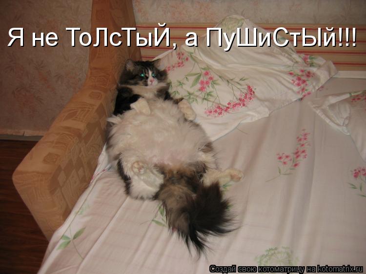 Котоматрица: Я не ТоЛсТыЙ, а ПуШиСтЫй!!!