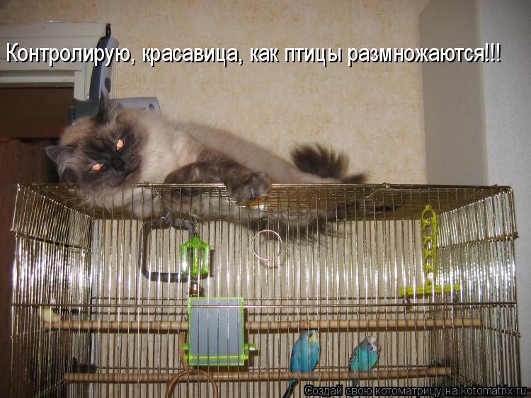 Котоматрица: Контролирую, красавица, как птицы размножаются!!!