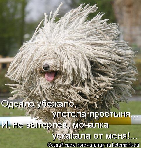 Одеяло убежало, улетела простыня... И, не вытерпев, мочалка ускакала от меня!...... Котоматрица: Одеяло убежало, улетела простыня... И, не вытерпев, мочалка ускакала от меня!...