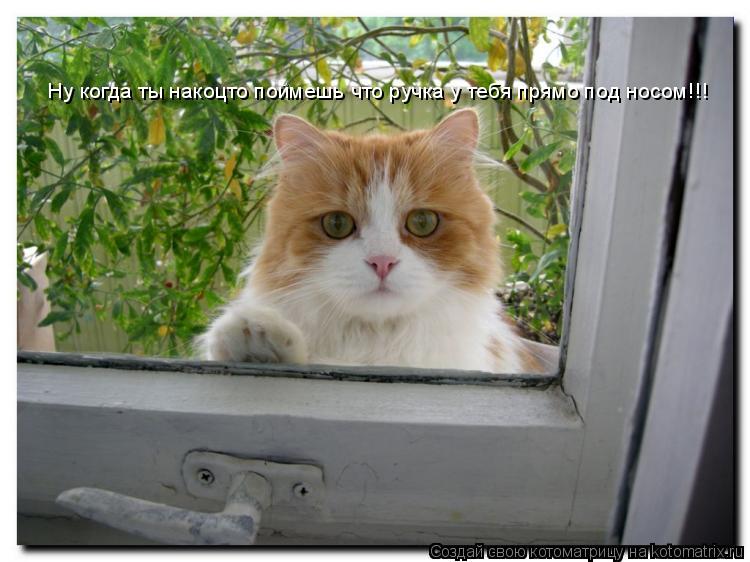 Ну когда ты накоцто поймешь что ручка у тебя прямо под носом!!!... Котоматрица: Ну когда ты накоцто поймешь что ручка у тебя прямо под носом!!!