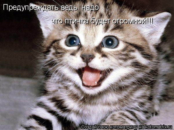 что птичка будет огромной!!! Предупреждать ведь надо... Котоматрица: что птичка будет огромной!!! Предупреждать ведь надо