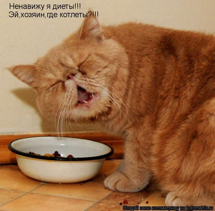Ненавижу я диеты!!! Эй,хозяин,где котлеты?!!!... Котоматрица: Ненавижу я диеты!!! Эй,хозяин,где котлеты?!!!