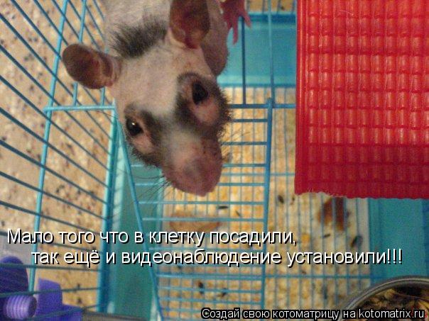 Мало того что в клетку посадили, так ещё и видеонаблюдение установили!!!... Котоматрица: Мало того что в клетку посадили, так ещё и видеонаблюдение установили!!!
