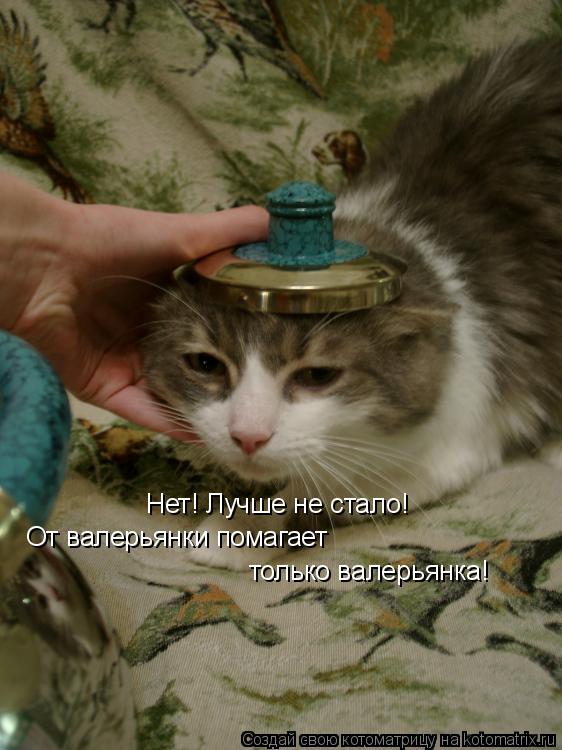 Нет! Лучше не стало! От валерьянки помагает только валерьянка!... Котоматрица: Нет! Лучше не стало! От валерьянки помагает только валерьянка!