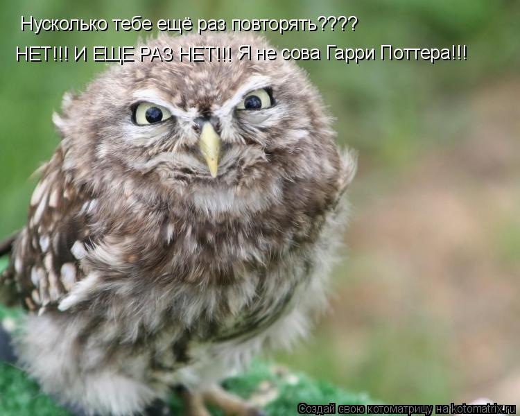 Нусколько тебе ещё раз повторять???? НЕТ!!! И ЕЩЕ РАЗ НЕТ!!! Я не сова Гарри Поттера!!!... Котоматрица: Нусколько тебе ещё раз повторять???? НЕТ!!! И ЕЩЕ РАЗ НЕТ!!! Я не сова Гарри Поттера!!!
