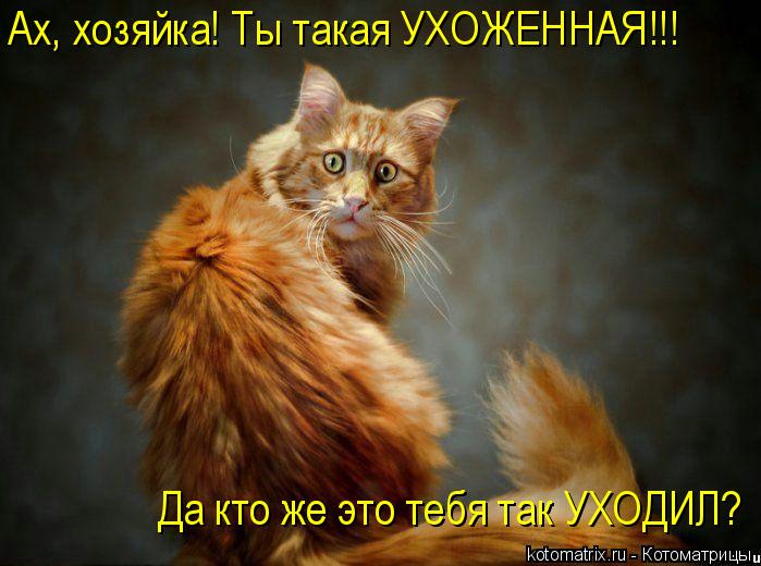 Котоматрица: Ах, хозяйка! Ты такая УХОЖЕННАЯ!!! Да кто же это тебя так УХОДИЛ?