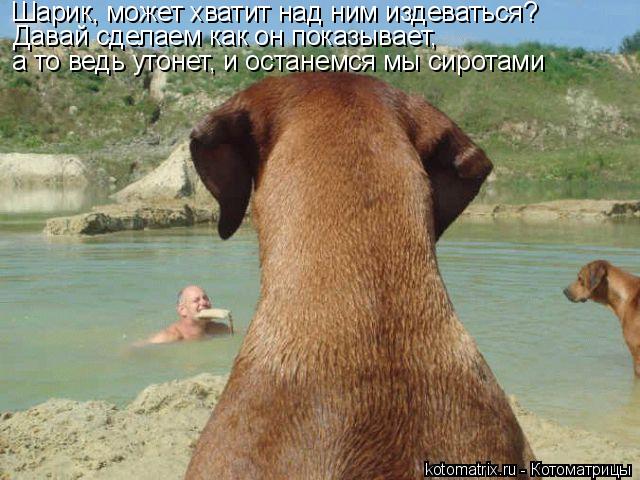 Шарик, может хватит над ним издеваться? Давай сделаем как он показывает, а то ведь утонет, и останемс... Котоматрица: Шарик, может хватит над ним издеваться? Давай сделаем как он показывает, а то ведь утонет, и останемся мы сиротами