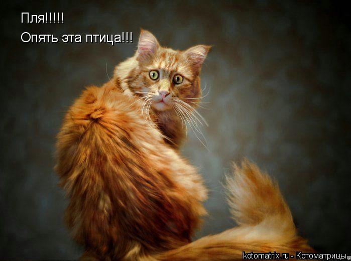 Котоматрица: Пля!!!!! Опять эта птица!!!