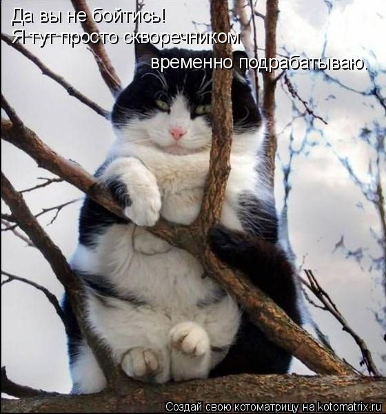 Котоматрица: Да вы не бойтись! Я тут просто скворечником временно подрабатываю.