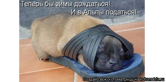 Котоматрица: Теперь бы зимы дождаться! И в Альпы податься!