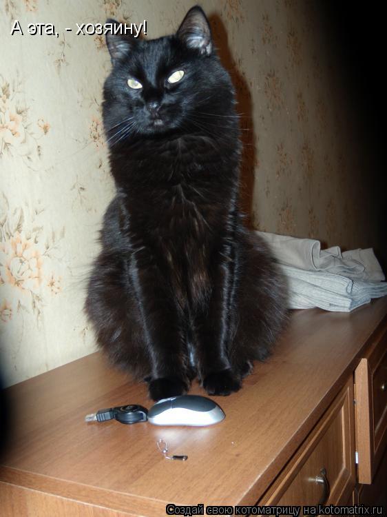 Котоматрица: А эта, - хозяину!