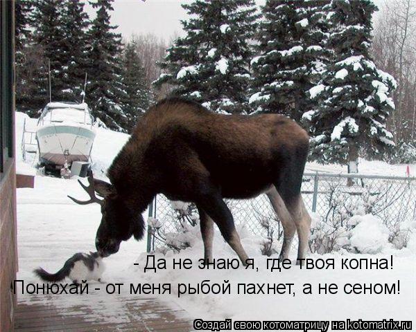 Котоматрица: - Да не знаю я, где твоя копна!  Понюхай - от меня рыбой пахнет, а не сеном!