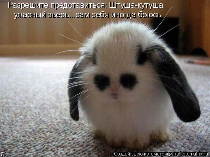 Котоматрица: Разрешите представиться: Штуша-кутуша ужасный зверь...сам себя иногда боюсь
