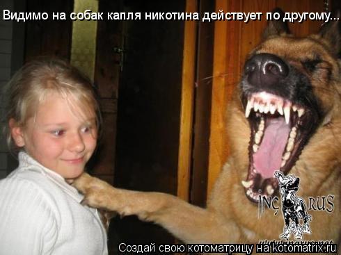 Котоматрица: Видимо на собак капля никотина действует по другому...