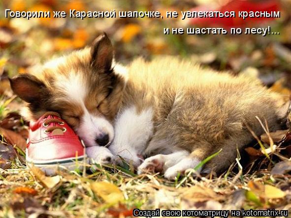 Котоматрица: Говорили же Карасной шапочке, не увлекаться красным и не шастать по лесу!...
