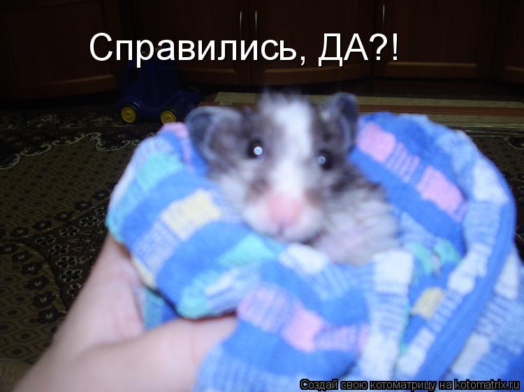Котоматрица: Справились, ДА?!
