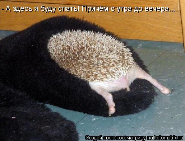 Котоматрица: - А здесь я буду спать! Причём с утра до вечера...