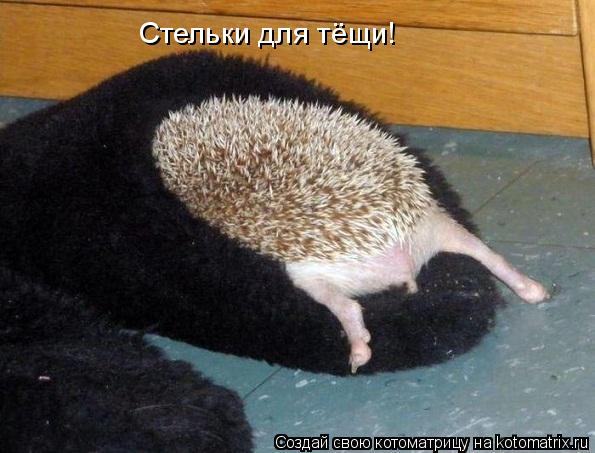 Котоматрица: Стельки для тёщи!