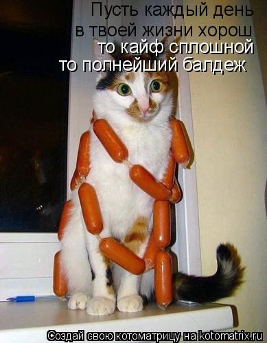 Котоматрица: Пусть каждый день  в твоей жизни хорош то кайф сплошной то полнейший балдеж