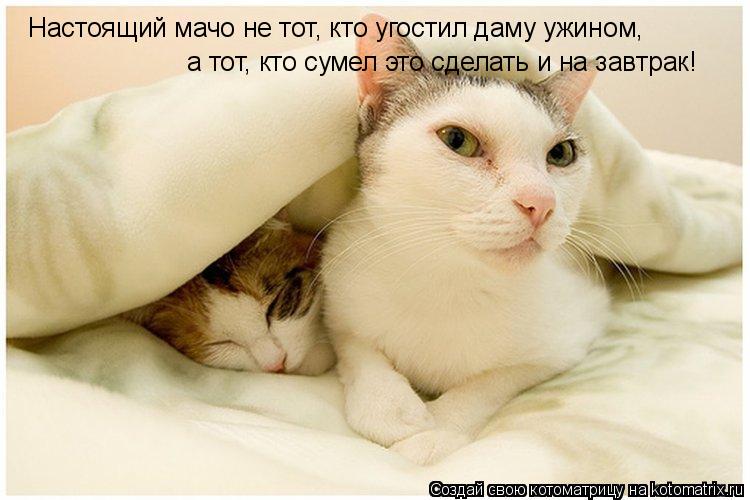 Настоящий мачо не тот, кто угостил даму ужином, а тот, кто сумел это сделать и на завтрак!... Котоматрица: Настоящий мачо не тот, кто угостил даму ужином, а тот, кто сумел это сделать и на завтрак!