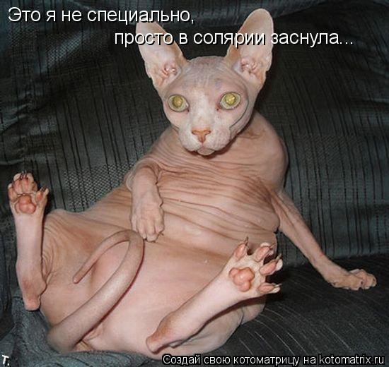 Это я не специально, просто в солярии заснула...... Котоматрица: Это я не специально, просто в солярии заснула...