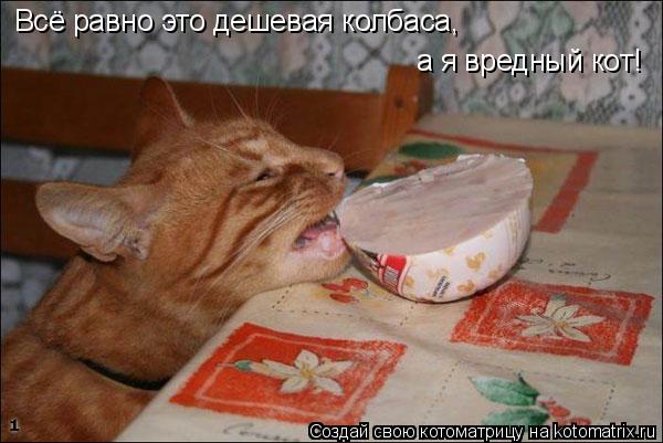 Котоматрица: Всё равно это дешевая колбаса,  а я вредный кот!