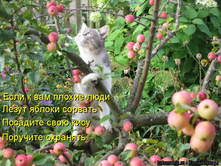 Если к вам плохие люди Лезут яблоки сорвать Посадите свою кису Поручите охранять... Котоматрица: Если к вам плохие люди Лезут яблоки сорвать Посадите свою кису Поручите охранять