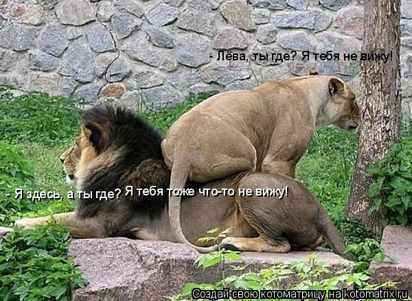 Котоматрица: - Лёва, ты где? Я тебя не вижу! - Я здесь, а ты где?  Я тебя тоже что-то не вижу!