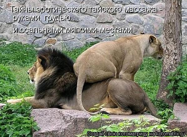 Тайны эротического тайского массажа - руками, грудью.. и осальными мягкими местами... Котоматрица: Тайны эротического тайского массажа - руками, грудью.. и осальными мягкими местами